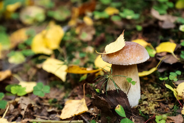 Boletus mushroom with yellow birch leaf on cap grows in forest