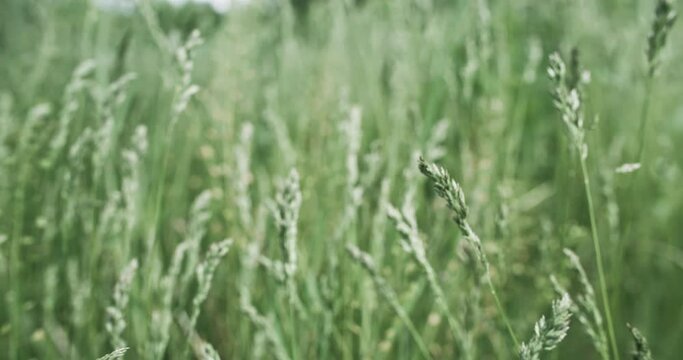 Spring meadow grass. Nature field. Peaceful scenery. Green poa annua bluegrass swaying in wind on golden bokeh light blur background shot on RED Cinema camera.