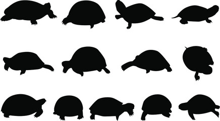 Vector turtle icons on isolated white background