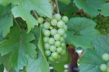 grapes on vine