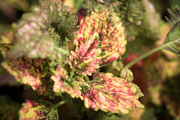 Coleus leaf texture. Nettle dyed. Coleus blumei, Plectranthus scutellarioides, Solenostemon scutellarioides. Close up background.