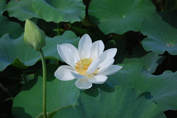 white water lily