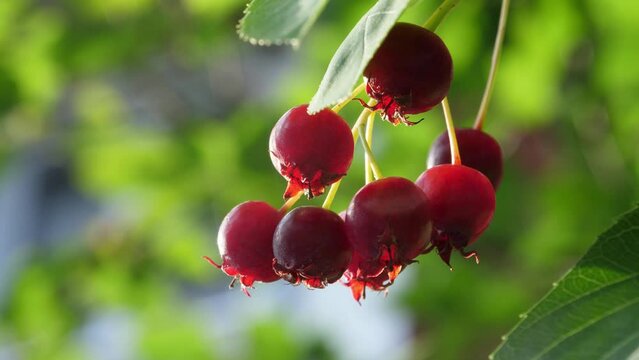 The ripening variously named Service berry, Saskatoon berry, shad berry, June berry detail in a tree and bush