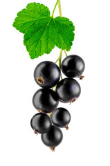 Black currant bunch with leaf, isolated on white background.