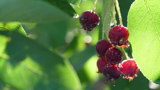 The ripening variously named Service berry, Saskatoon berry, shad berry, June berry detail in a tree and bush