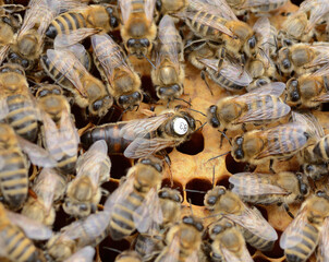 Pszczoły na plastrze z królową