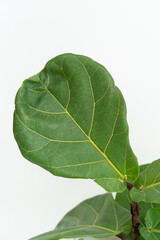 Close up of the fiddle-leaf fig leaf with isolated white background