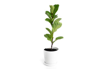Fiddle-leaf fig plant on white ceramic pot with isolated white background