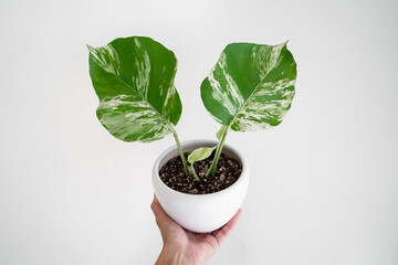 Hand holding a Marble Queen Pothos in white ceramic pots with isolated white background