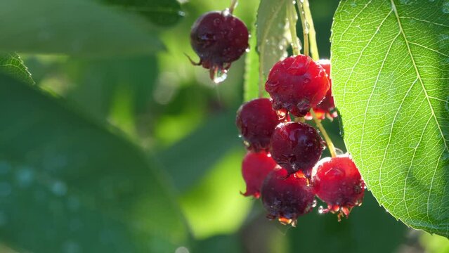 The ripening variously named Service berry, Saskatoon berry, shad berry, June berry detail in a tree and bush