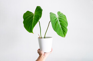 Hand holding Philodendron Gloriosum in white ceramic pot with isolated white background © JCM
