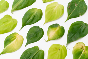 Philodendron Hederaceum Brasil leaf cutting arrange neatly with isolated white background