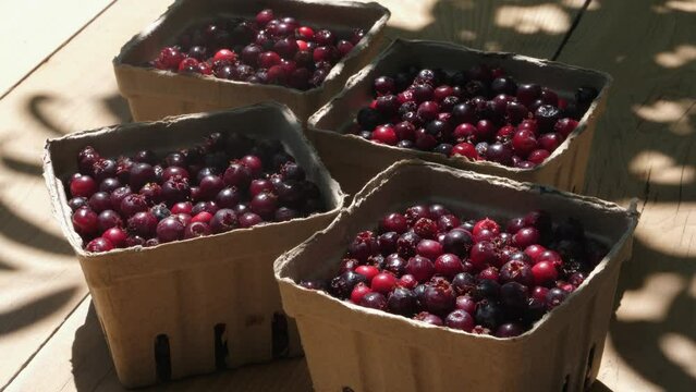 Saskatoon, service berry basket harvest, market fresh on wood, outdoors in dappled sunshine
