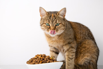 The cat eats dry food from a white bowl. White background.