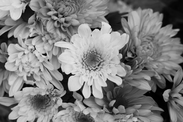 white chrysanthemum flower in black and white 