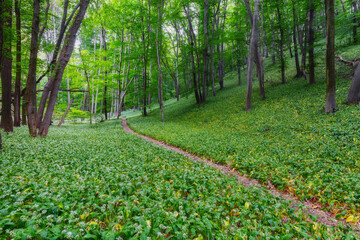 Path running through wild garlic in Mecsek mountains in Hungary