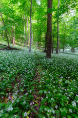 A multitude of wild garlic in the forest in spring