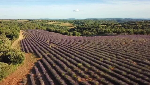 Lavender fields viewed from above flying. Concept of provence france. Beautiful scenic destination travel