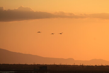 sunset and silhouette flamingos