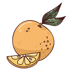 cute hand drawn illustraton of orange