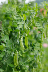 Green peas grow in the garden, plant leaves.