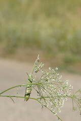 mantis on a plant