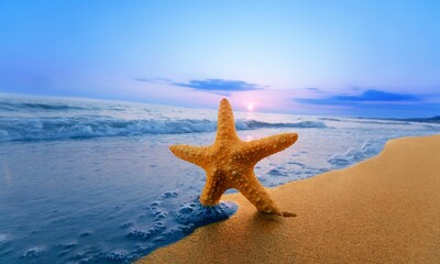 Fototapeta na wymiar Starfish Background Very Cool