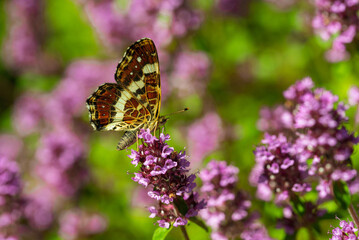 Map butterfly Araschnia levana with closed wings sitting on lavender