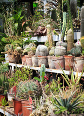 Collection of cacti in pots. Garden decoration. Various types of beautiful cactus garden. Shelves with pots. cactus market