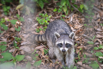 Fototapeta premium アライグマ
