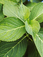 green leaves background