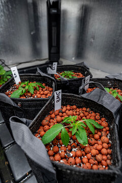 Cannabis in Fabric Pots