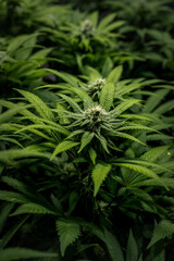 Cannabis plant in week 4 of flower