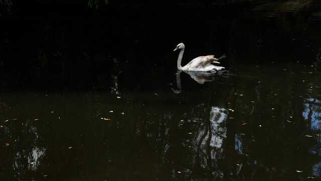 Shooting a floating white swan on a mirror surface.