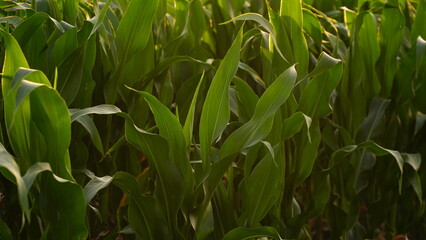 Green field of ripening corn, agricultural landscape. Young corn plants. Corn plantations at sunset. Against the backdrop of the sun.