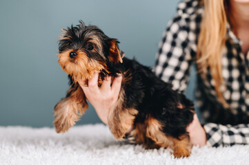 Yorkshire Terrier lies on his stomach in his arms on Blue Background.