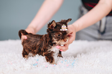 Puppy Yorkshire Terrier of Chocolate Color with Hairpin with Cupcake on his Head. Small Dog Stands
