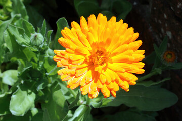 Close up of a sunlit Pot Marigold flower, Derbyshire England
