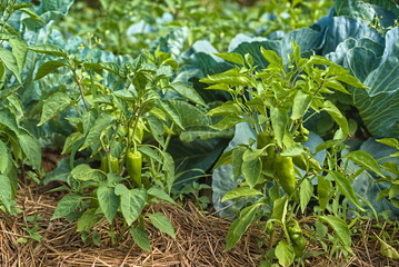 green chili pepper or chili pepper is ready to harvest in the garden