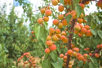 A bunch of ripe apricots hanging on a tree in an orchard. apricot background.