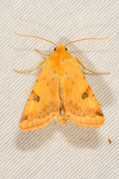 Heliothis peltigera, also known as bordered straw, is a species of moth in the family Noctuidae