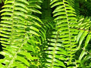 Obraz na płótnie Canvas fern leaf background