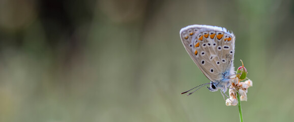 Polyommatus icarus or icarus butterfly, is a species of Lepidoptera belonging to the Lycaenidae family © Agustin