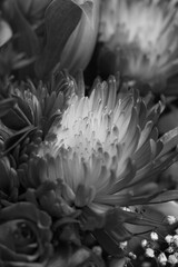 Beautiful chrysanthemum in black and white.