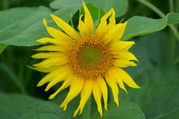 When it comes to the best summer flower, it is the sunflower
