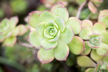 Leaf texture of Aeonium Kiwi or Aeonium haworthii. Natural background. Close-up to insert text.