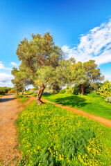 Fototapeta premium Blooming olive garden at Cape Milazzo during daytime.