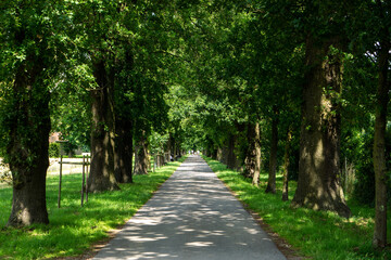 Avenue of trees for bicycles