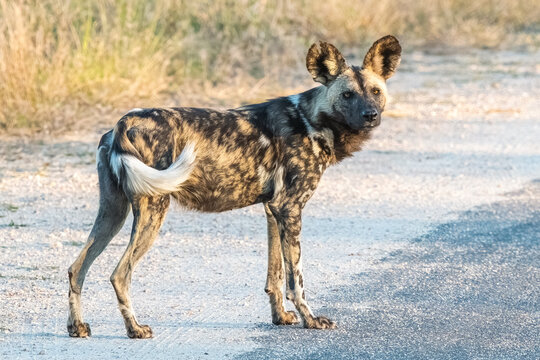 African Wild Dog 