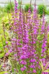 Tall narrow delicate lilac pink inflorescences of Lythrum virgatum Dropmore Purple in the park. Photo for a garden center or plant nursery catalog. Sale of green spaces. Close-up. Wildflowers.